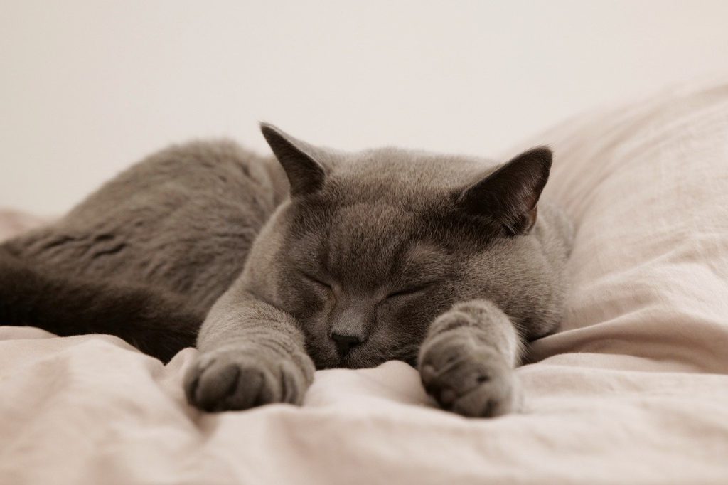 Katze schläft kuschelig